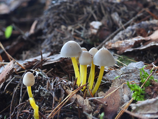 prilbička slizká želatínová Mycena epipterygia var. viscosa (Secr. ex Maire) Ricken