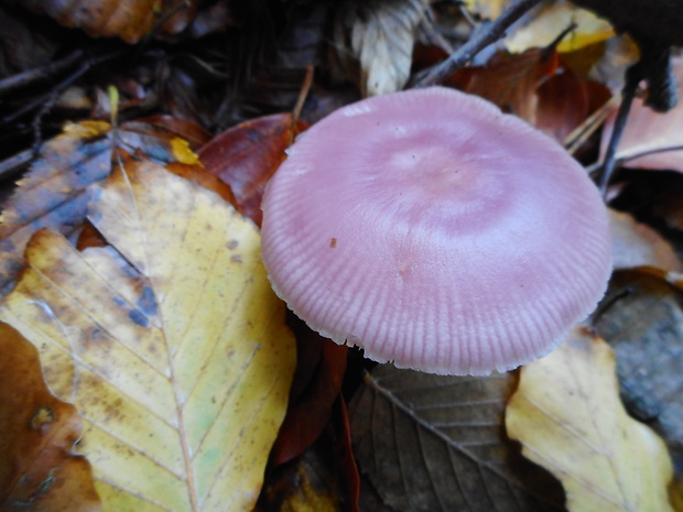 prilbička ružovkastá Mycena rosea Gramberg