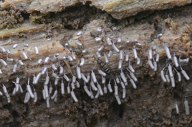 slizovka Myxomycetes