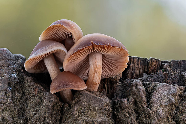 drobuľka Psathyrella sp.