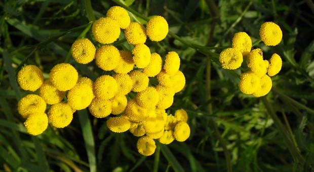 vratič obyčajný Tanacetum vulgare L.