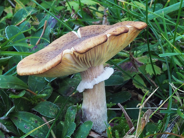 podpňovka obyčajná Armillaria mellea (Vahl) P. Kumm.