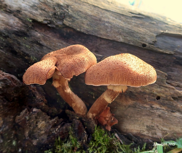 podpňovka tmavá Armillaria ostoyae (Romagn.) Herink