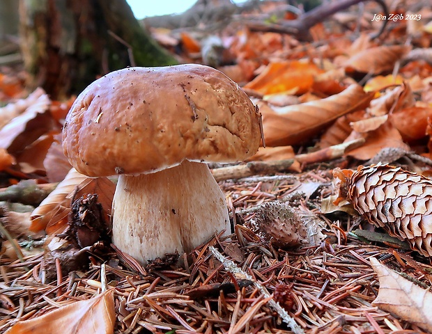 hríb smrekový Boletus edulis Bull.