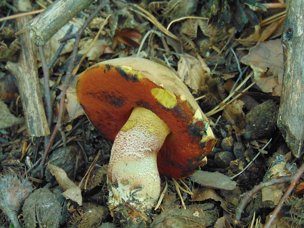 hríb Boletus sp.