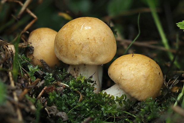 čírovnica májová Calocybe gambosa (Fr.) Donk