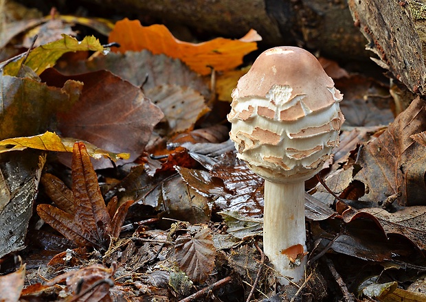 bedľa červenejúca Chlorophyllum rachodes (Vittad.) Vellinga