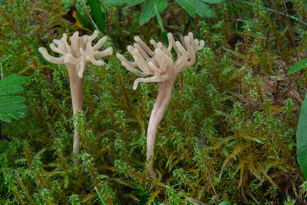 pastrapačka hnedá Clavulinopsis cf. umbrinella (Sacc.) Corner