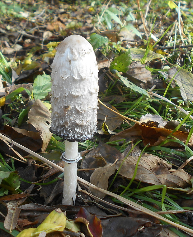 hnojník obyčajný Coprinus comatus (O.F. Müll.) Pers.