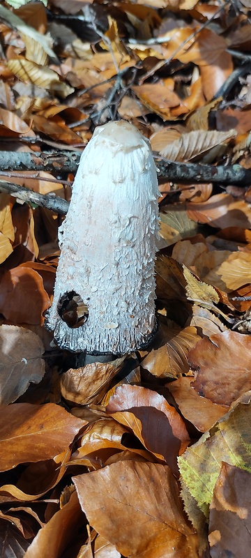 hnojník obyčajný Coprinus comatus (O.F. Müll.) Pers.