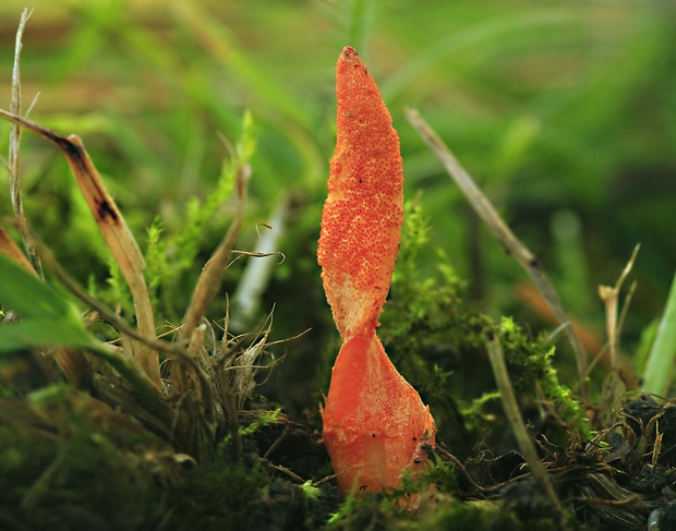 žezlovka hmyzová Cordyceps militaris (Fr.) Link