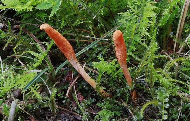 žezlovka hmyzová Cordyceps militaris (Fr.) Link