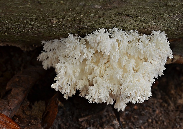 koralovec bukový Hericium coralloides (Scop.) Pers.