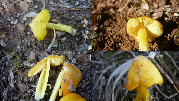 lúčnica hrotitá Hygrocybe acutoconica (Clem.) Singer