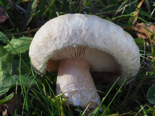 rýdzik chĺpkatý Lactarius pubescens (Fr.) Fr.