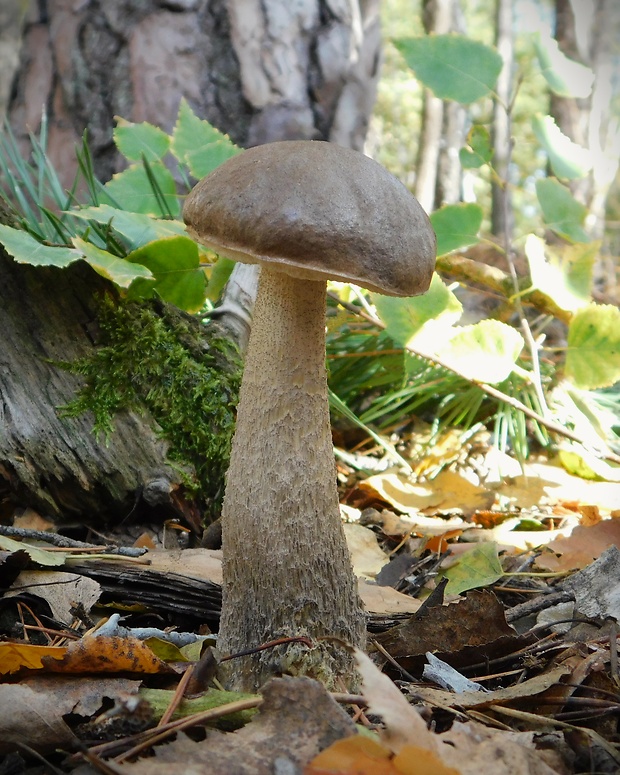 kozák sivohnedý Leccinum cyaneobasileucum Lannoy & Estadès