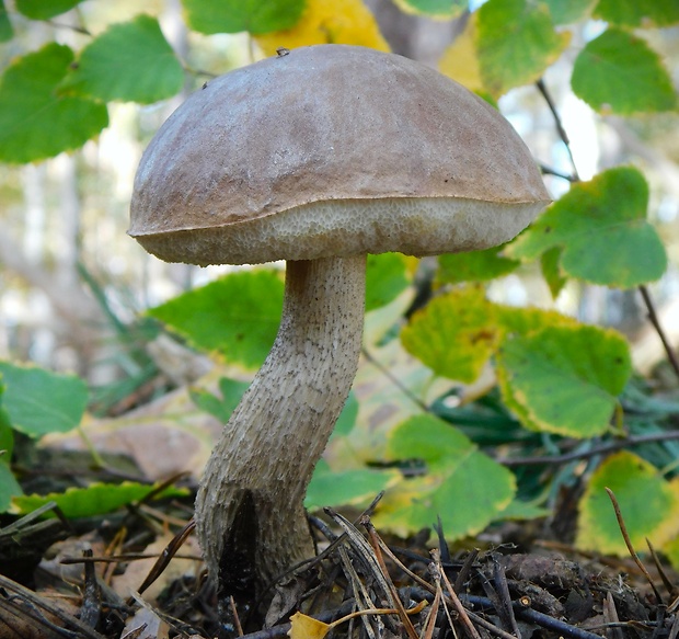 kozák sivohnedý Leccinum cyaneobasileucum Lannoy & Estadès