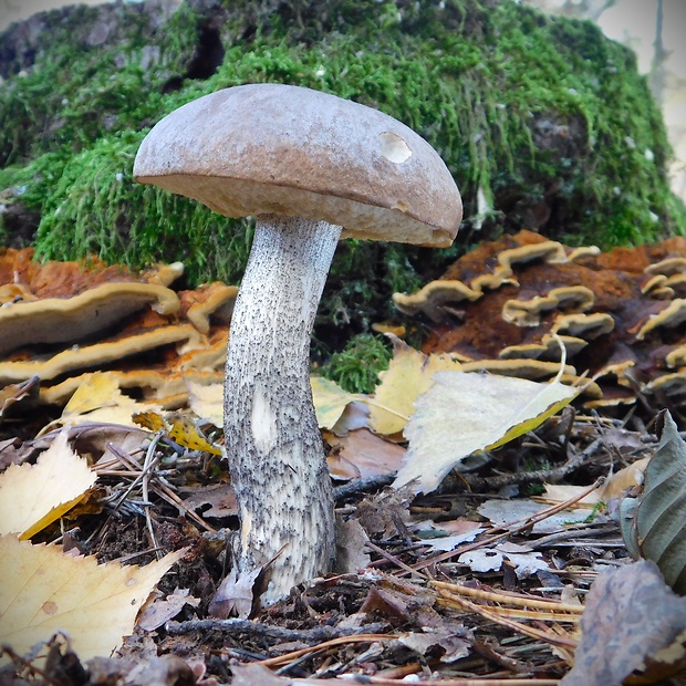 kozák brezový Leccinum scabrum (Bull.) Gray