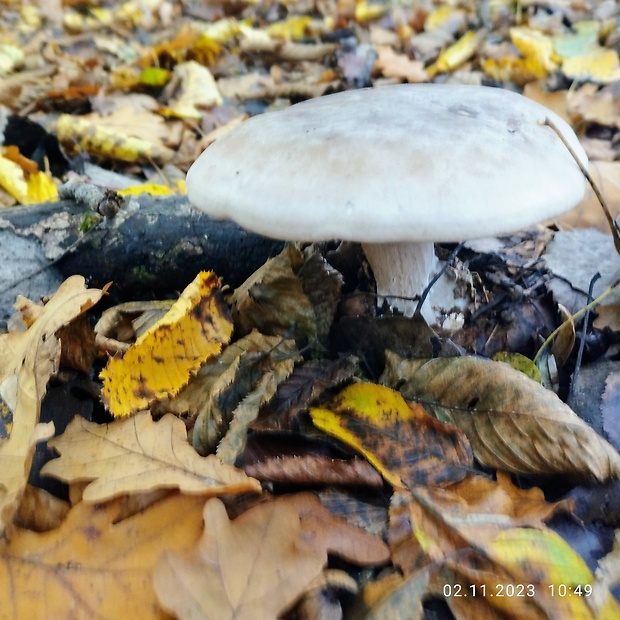 pôvabnica mramorovaná Lepista panaeolus (Fr.) P. Karst.