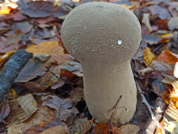 rozpadavec stopkatý Lycoperdon excipuliforme (Scop.) Pers.