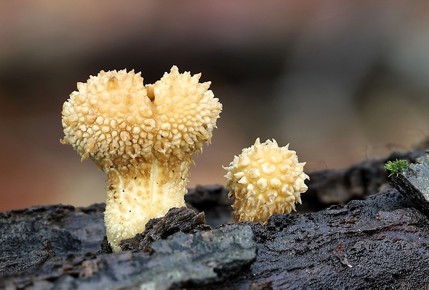 prášnica bradavičnatá Lycoperdon perlatum Pers.