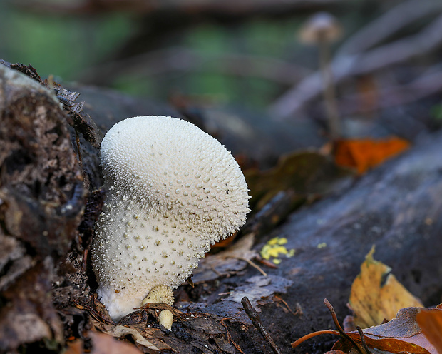 prášnica bradavičnatá Lycoperdon perlatum Pers.