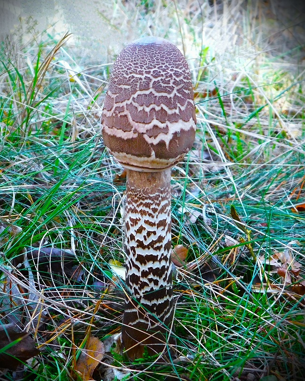 bedľa vysoká čiernohnedá Macrolepiota fuliginosa (Barla) Bon