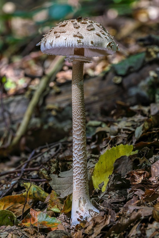 bedľa vysoká Macrolepiota procera (Scop.) Singer