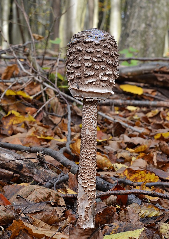 bedľa vysoká Macrolepiota procera (Scop.) Singer