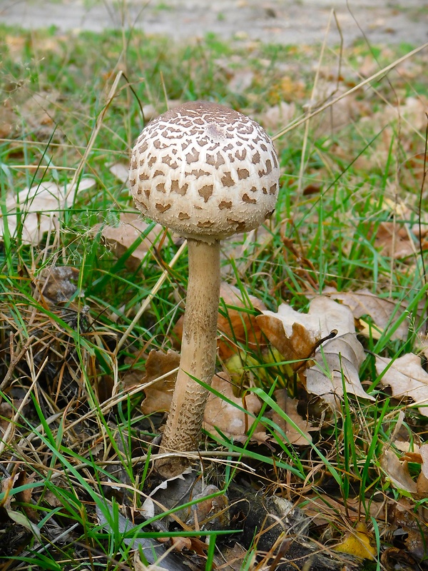 bedľa Macrolepiota sp.