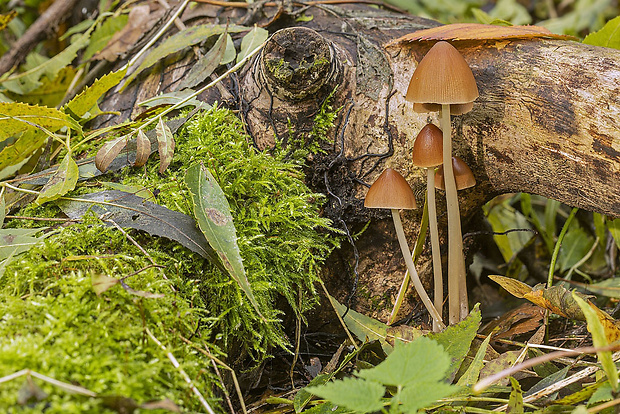 drobuľka veľká Parasola conopilus (Fr.) Örstadius & E. Larss.