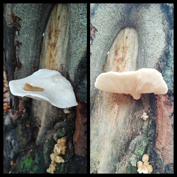 hliva dubová Pleurotus dryinus (Pers.) P. Kumm.