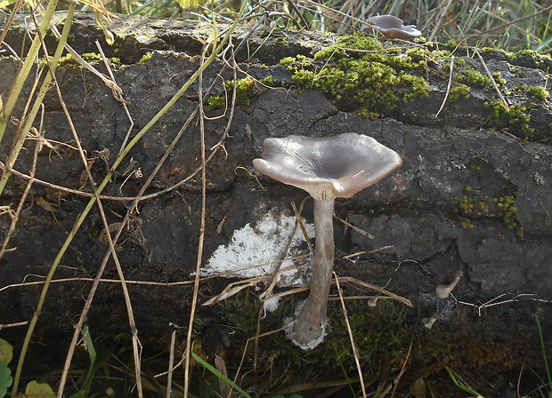 strmulica čiaškovitá Pseudoclitocybe cyathiformis (Bull.) Singer