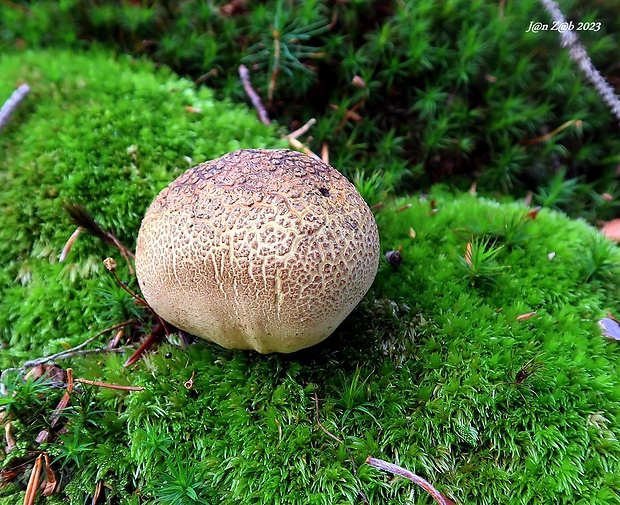 pestrec obyčajný Scleroderma citrinum Pers.