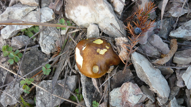 masliak kopcový Suillus collinitus (Fr.) Kuntze