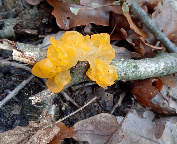 rôsolovka zlatožltá Tremella mesenterica Retz.