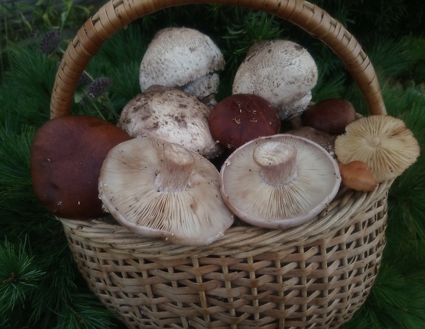 bedľa vysoká Macrolepiota procera (Scop.) Singer