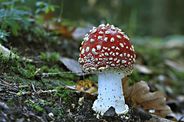 muchotrávka červená Amanita muscaria (L.) Lam.