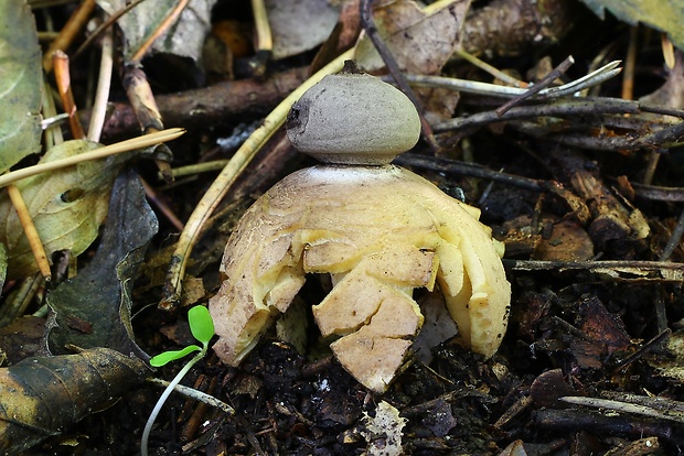 hviezdovka Geastrum britannicum J.C. Zamora