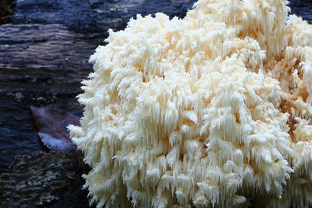 koralovec bukový Hericium coralloides (Scop.) Pers.