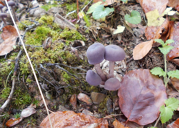 lakovka ametystová Laccaria amethystina (Huds.) Cooke