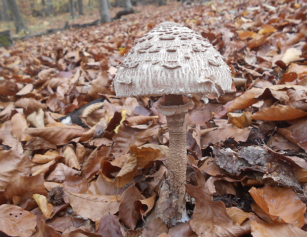 bedľa vysoká Macrolepiota procera (Scop.) Singer