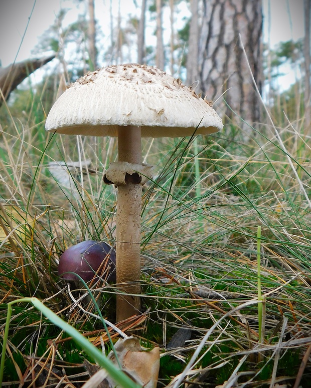 bedľa Macrolepiota sp.