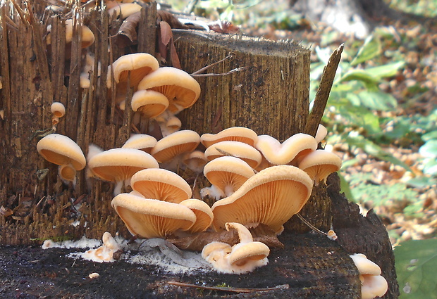 hlivník hniezdovitý Phyllotopsis nidulans (Pers.) Singer