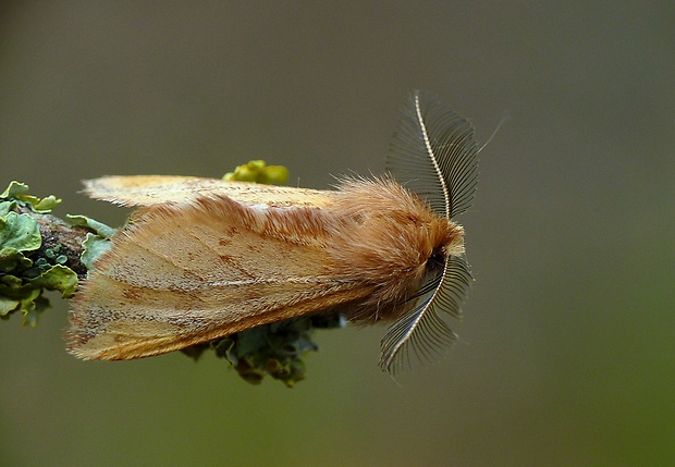 chochlatka javorová Ptilophora plumigera