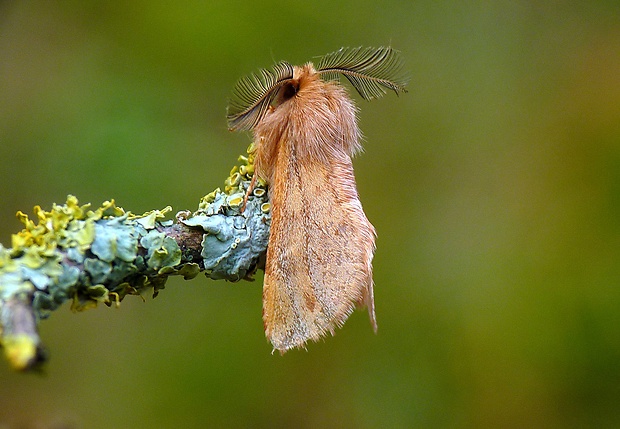 chochlatka javorová Ptilophora plumigera