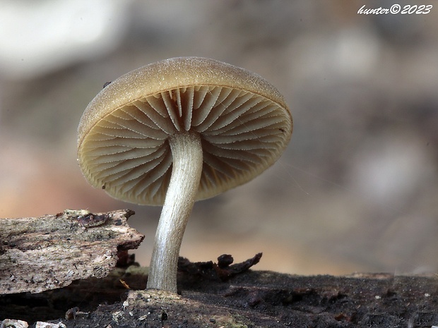 smeťovička hnedoolivová Simocybe centunculus (Fr.) P. Karst