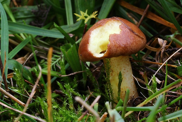 masliak kopcový Suillus collinitus (Fr.) Kuntze