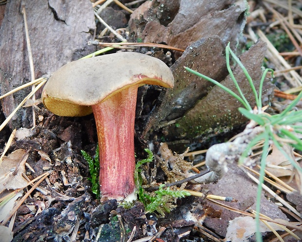 suchohríb zamatový Xerocomellus pruinatus (Fr.) Šutara