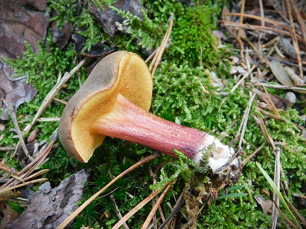 suchohríb zamatový Xerocomellus pruinatus (Fr.) Šutara